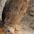 Laying Hens for Sale 3 thumbnail