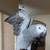 African Grey Parrot Amazon Cockatoo 3 thumbnail