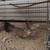 Two 8 month pullets 2 thumbnail