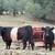 2023 Belted Galloway Heifers 2 thumbnail