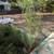 Pine tree - Evergreen/Redwood sapling (free) 2 thumbnail