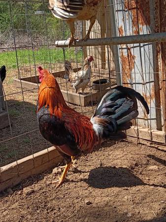 Game chickens 1