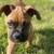 boxerDOG Loving 2 thumbnail