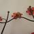 Vintage Ruby Blossom Flowers and Knobs Hanging Wall Hooks 8 thumbnail