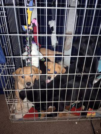 Mix puppy's 8 weeks old 1