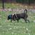 Missing Dog 3 thumbnail
