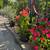 About 30 canna plants 2 thumbnail