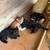 Kittens (free) 3 thumbnail