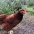 Organic Local Free Range Fresh Chicken Eggs 2 thumbnail