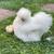 Silkies Chicks / Hen / Rooster 2 thumbnail