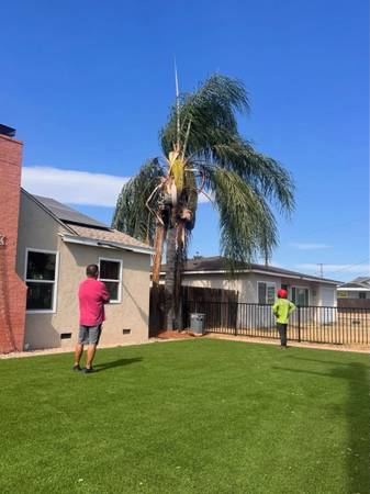 🌳 TREE CUTTING & JUNK REMOVAL 1