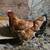 Laying hens 🥚🍳 2 thumbnail