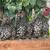 Chickens 2 thumbnail