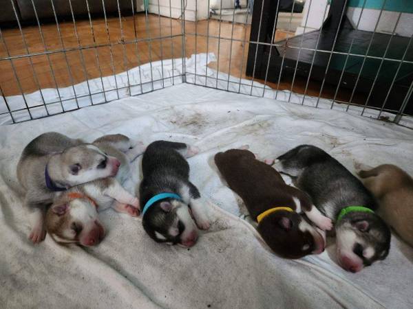 CACHORROS DE HUSKY SIBERIANO589972461501829129