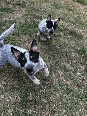 Beautiful Texas Heeler Puppies! (North Houston)63859315398403120