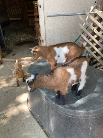 Nigerian Dwarf Wethers 1