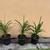 Assorted Potted Tropical Fruit Trees 11 thumbnail