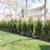 5-6 ' Privacy Hedge Arborvitae Free Install Green Giant, Dark American 8 thumbnail