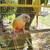 Suncheek conure 2 thumbnail