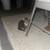 Kitten 1 thumbnail