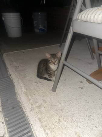 Kitten 1