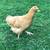 Pullets Hens Chicks Chickens 1 thumbnail