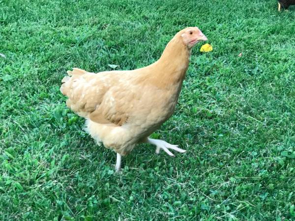 Pullets Hens Chicks Chickens 1