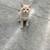 2 kittens 2 thumbnail