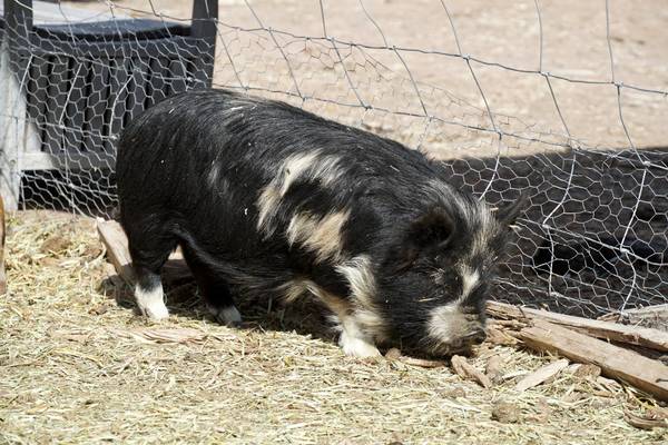 Perfect pet or breeder Mini Kune 1