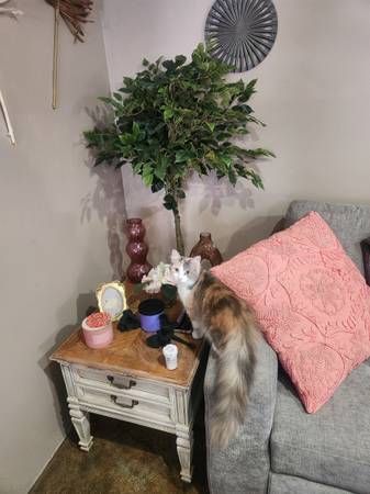 2 female cats (Chesterfield)