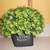 8.5" Faux Boxwood Topiary In Ceramic Pot "Live" 1 thumbnail
