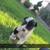 Border Collie Pups 6 thumbnail