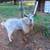 Nigerian Dwarf Goat Buck 1 thumbnail