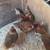 Laying Pullets! 1 thumbnail
