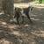 Nigerian goats 3 thumbnail