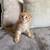 Kitten 3 thumbnail