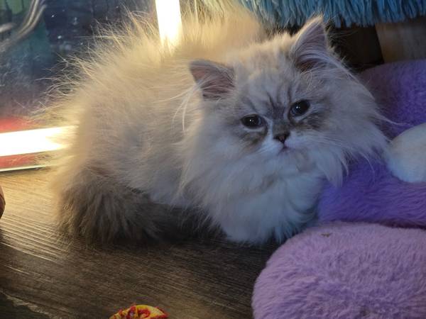 Persian munchkin rug hugger 1