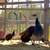 Peachicks 5 thumbnail