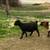 Thinning herd Nigerian 2 thumbnail