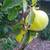 Quince trees 3 thumbnail