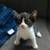 Cute Kittens 3 thumbnail