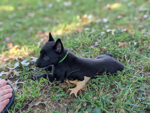 Belgian Malinois (Franklin)63924866032643123