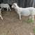 Young ewes 10 thumbnail