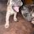 Full cane corso girl pup. 7 thumbnail