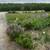 landscaping 1 thumbnail