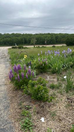 landscaping 1
