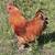 Rooster $10 2 thumbnail