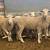 Polypay rams 3 thumbnail