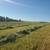 HAY, Grass (70% Orchard grass / alfalfa mix) 4 thumbnail