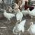 Chickens 1 thumbnail